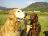 070512morning3dogs1