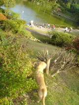 071021ばら公園-メグと池