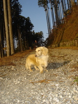 071202高山市民の森メグ1