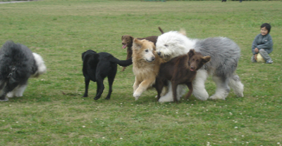 060503dogs1