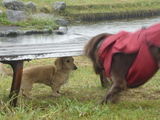 070930salamegu3