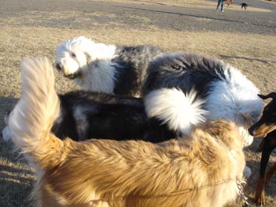 060122dogs1