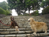 070513dogs-msm