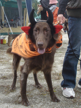 071014bwp-sala-harowin-1
