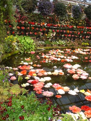 060305富士花園2