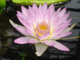 070331豊橋植物園1