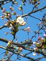070328安倍川公園桜の花