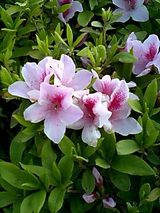 070412ツツジの花1
