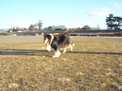 060204lily1