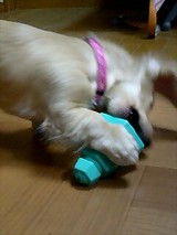 070430メグじゃれる3