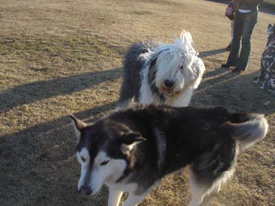 060122old_daru_1