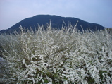 070310雪柳満開