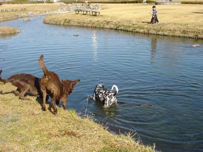 060204アルフ&サラ&エル