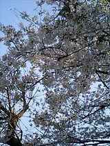 070401桜八分咲き