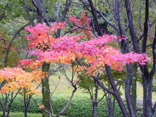 紅葉