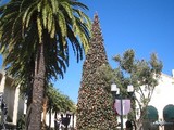 Newport Beach Xmas Tree