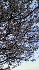 ºù2