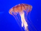 ˰���ʤ�