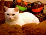 d9d5d208.jpg