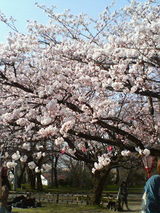 桜