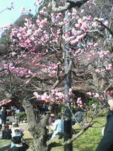桜5