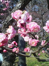 桜4
