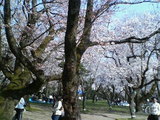 桜2