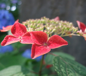 紫陽花