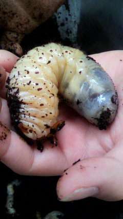 ���֥ȥॷ����20091017�ʣ���