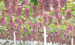 koshu1