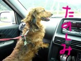 インディーノリノリ♪