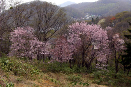 大倉山から眺める桜