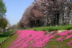 2009/5/6 ˭ʿ������ΤμǺ�