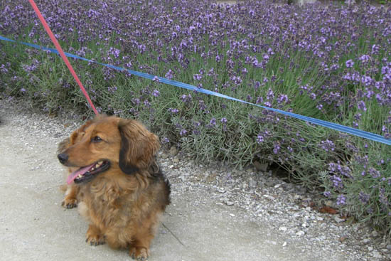 ファーム富田 愛犬インディー