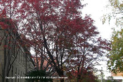 2009/10/29 ���ڻԻ�����