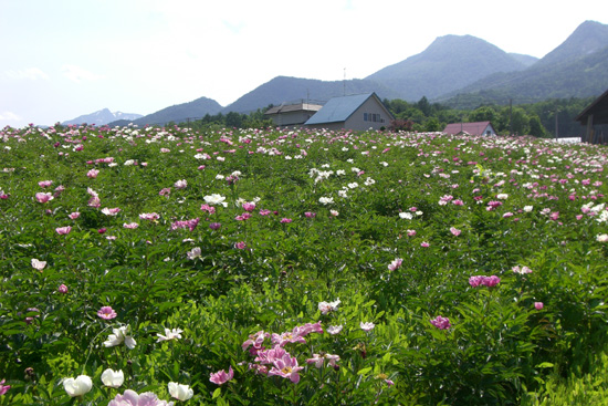 2009/6/28 富良野に咲いていた花