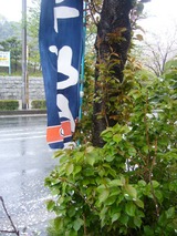 sakura1