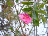 bara080125