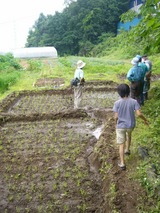 taue