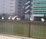 shinagawa