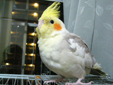 �奤�󥳡�