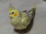 �¤�Ļ