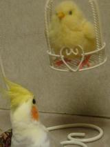 次のねらいはこいつだ