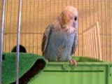 ちびちゃんかごの中