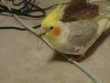 怪獣暴れ回る
