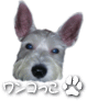 うぃんこっこ