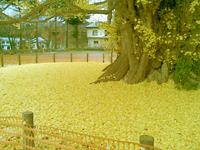 1115大イチョウ1