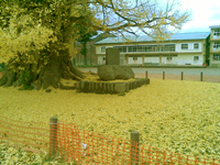 1115大イチョウ2