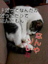 キューティー4