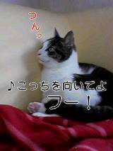 キューティー3